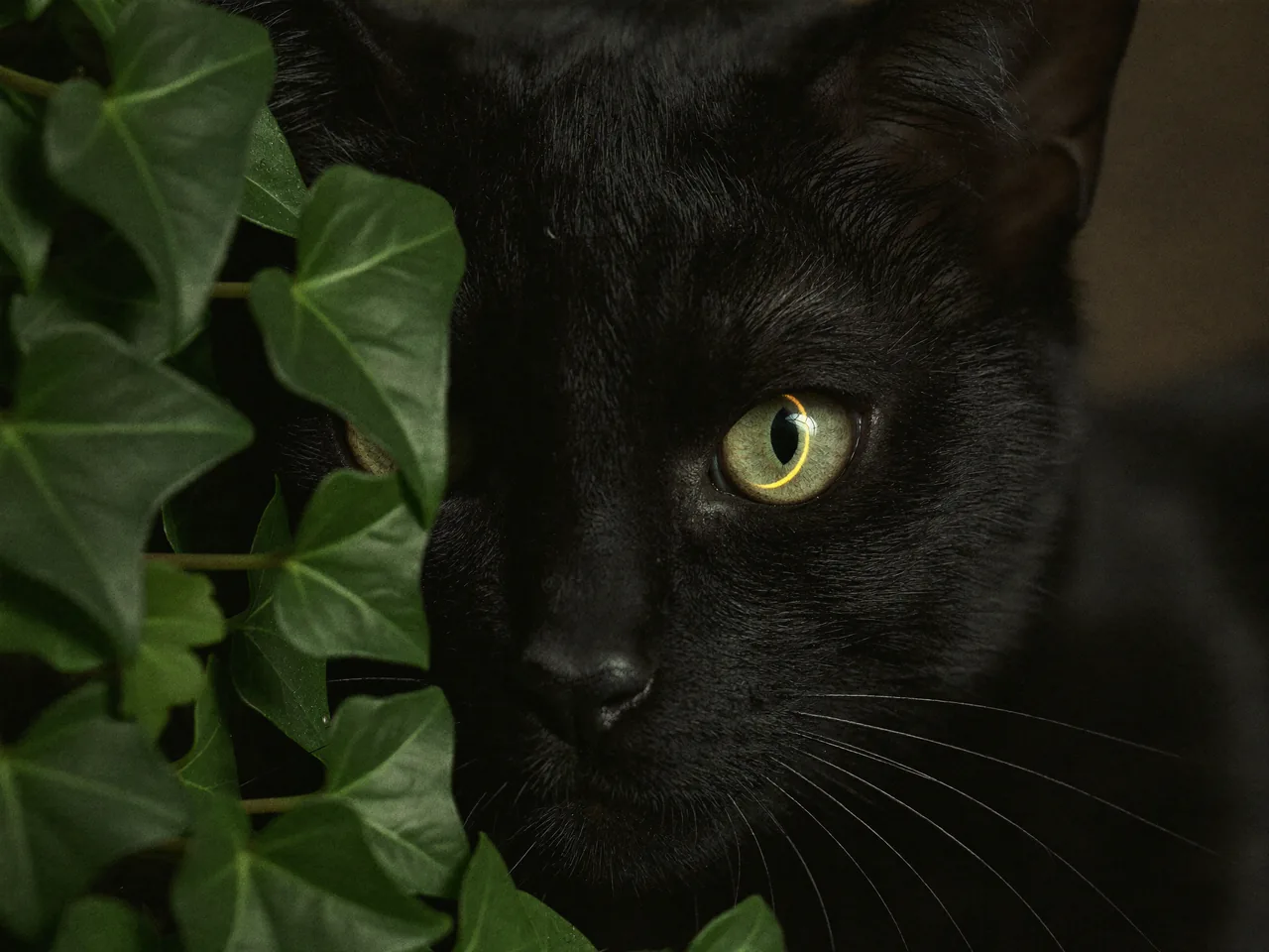 A black cat with a green-gold eye peers through ivy leaves.